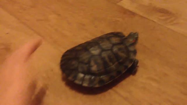 День:1(Обзор мой рептилии;)). смотреть онлайн