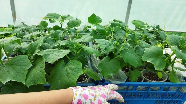 Рассада огурцов с микоризой и без. Есть ли эффект от применения микоризы? смотреть онлайн