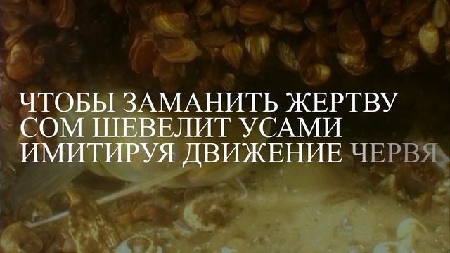 Запускаю в пруд Сома. Рыба для пруда. Сом. Зарыбление пруда. Сом для пользы и для рыбалки. смотреть онлайн