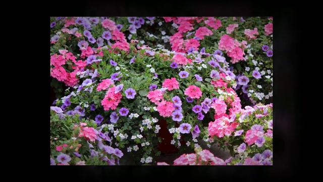 Weekly Availability 7/24/15 смотреть онлайн