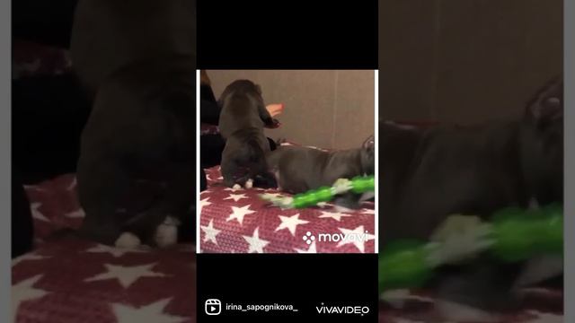 Американский булли стандарт классик мальчики смотреть онлайн