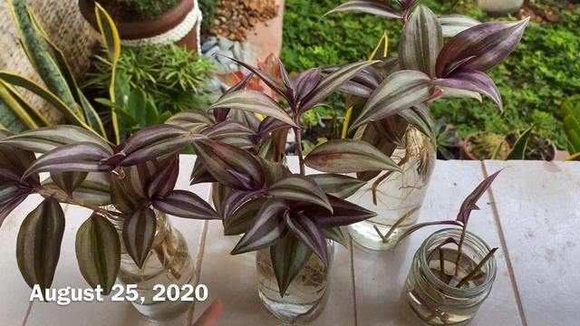 WANDERING JEW WATER PROPAGATION (TAGALOG) || Sarah Marish смотреть онлайн