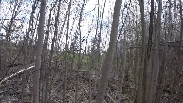 Грибы сморчки конические. Ищем и готовим. смотреть онлайн