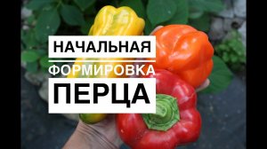 Дачные сезоны с Мариной Рыкалиной. Начальная формировка перца