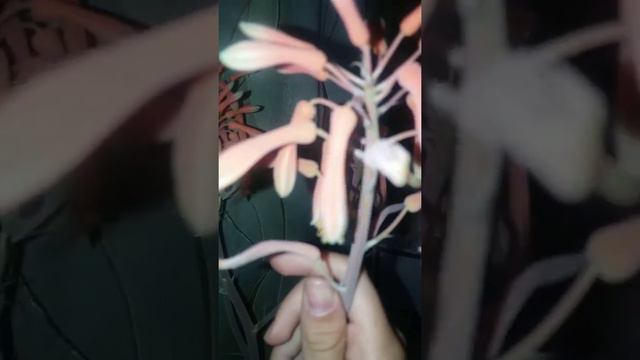 Квітка алоє цвіте смотреть онлайн