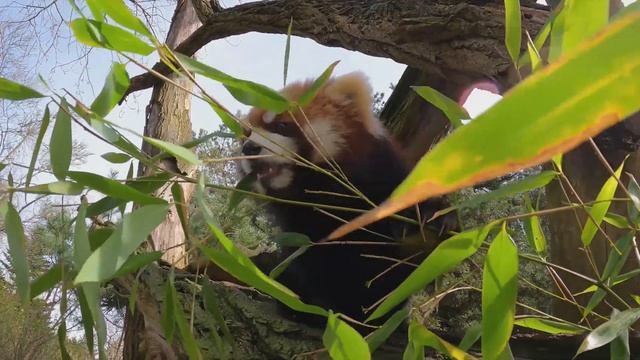 Red panda. TOP 10 unexpected facts смотреть онлайн