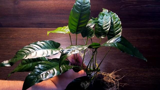 АНУБИАС КОРОТКИЙ И ОСТРОЛИСТНЫЙ. Anubias Short & Sharp. СЕКРЕТЫ СОДЕРЖАНИЯ В АКВАРИУМЕ смотреть онлайн