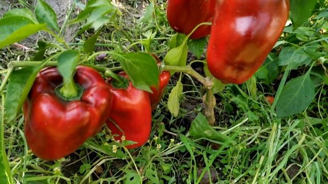2 УРОЖАЯ перца за СЕЗОН? возможно ЛИ ? смотреть онлайн