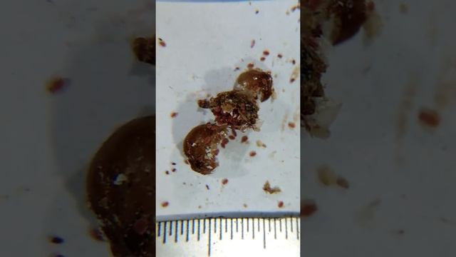 Бродяжки малой еловой ложнощитовки смотреть онлайн