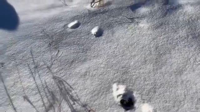 Дневник опытного охотника «свежий след» смотреть онлайн