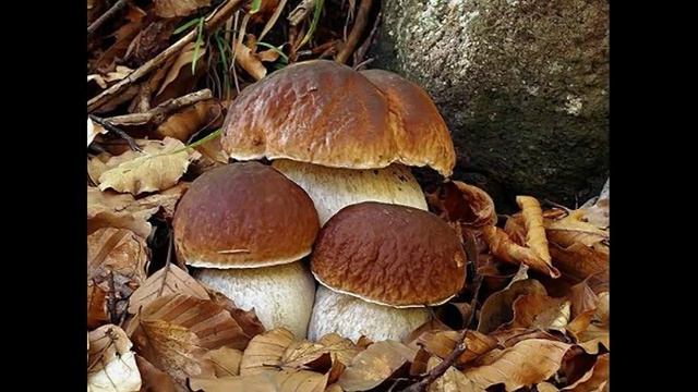 Дары леса смотреть онлайн