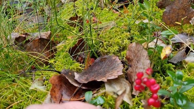 Страшно красивая, но ЯДОВИТАЯ ягода смотреть онлайн