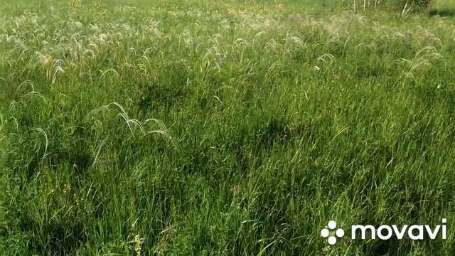 обзор сенокоса. ковыль опасен ли для скота.????? сельские будни смотреть онлайн