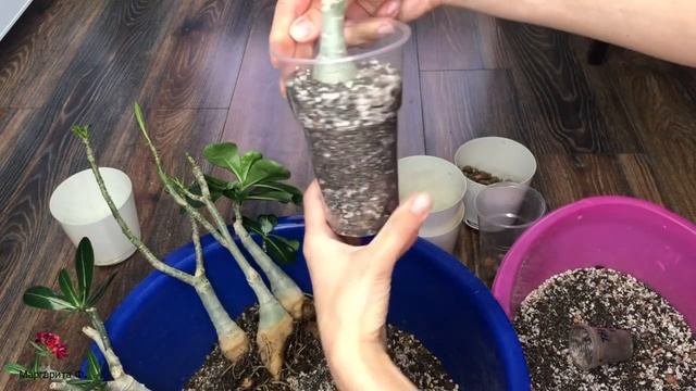 Адениум. Пересадка. Высохли корни на нижнем подогреве((( смотреть онлайн