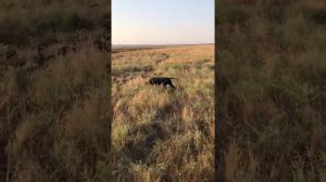 Охота на перепела с манком