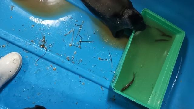 Нерпопад смотреть онлайн