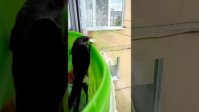 Ко мне прилетел чиж