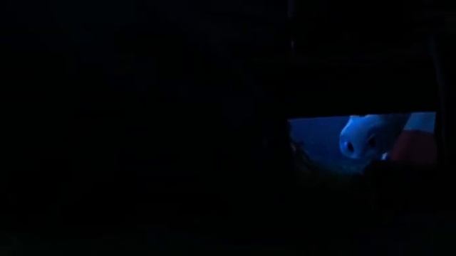 Беззубик и Дневная Фурия|Кискисмяу|??? смотреть онлайн