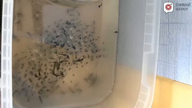 Как вырастить из икры лягушку