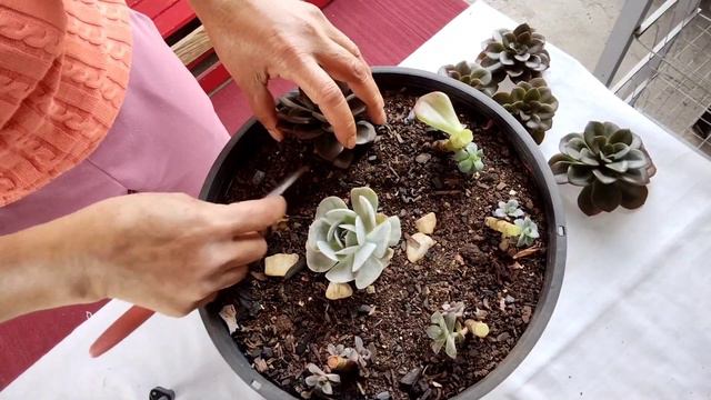 suculenta echeveria chroma, manutenção e poda ,como eu cultivo, suculenta de fácil cultivo. смотреть онлайн