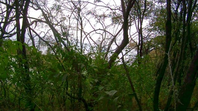 Шел за Уткой а Добыл Дикого Голубя(Вяхиря).Охота с Пневматикой 2020 смотреть онлайн