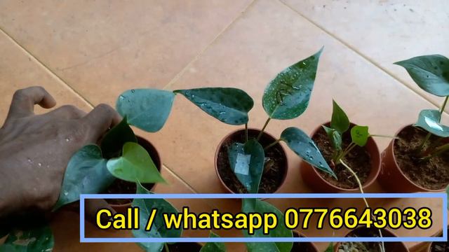 මෙන්න වටිනා බැංකොක් ඇන්තූරියම් වර්ග එකතුවක් | anthurium wagawa | bankok anthurium plants смотреть онлайн