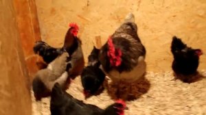 Куры - Нидерхайнер (Niederrheiner)