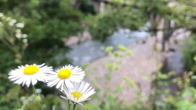 И просто красивое видео. Река Аалдзга. Ткуарчал смотреть онлайн