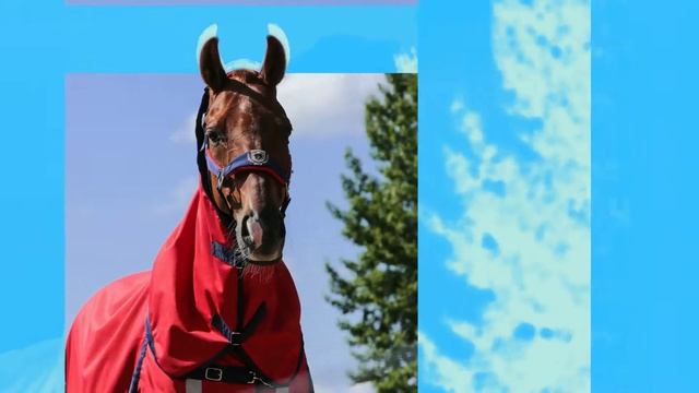 Horse One Shop - Попона дождевая MIU Premium Comfort Base Rain на флисовой подкладке. Съемн.капор смотреть онлайн