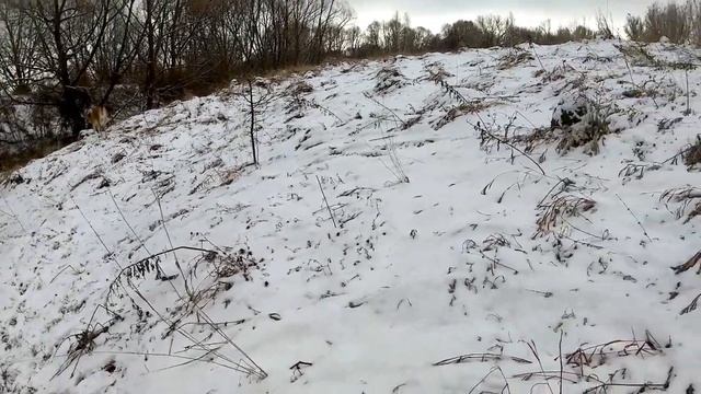 Джерсейские коровы. Весенний снегопад.