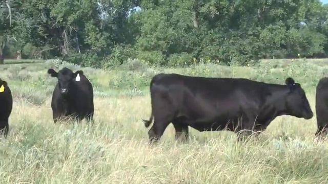 Profit Proven 2015—Mayer Ranch, Group 3 смотреть онлайн