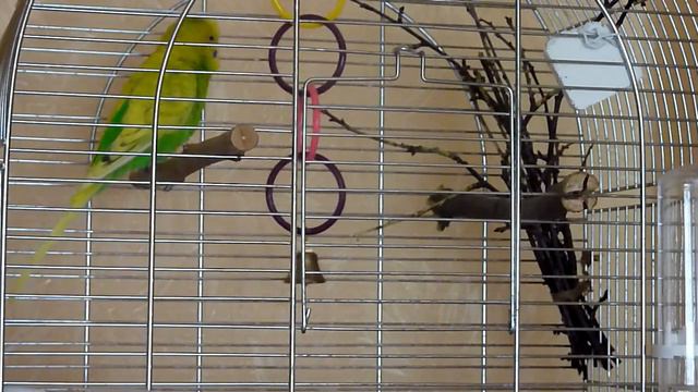 ОДИН В КЛЕТКЕ//ПОПУГАЙ РАЗГОВОРИЛСЯ//ВОЛНИСТЫЙ ПОПУГАЙ смотреть онлайн