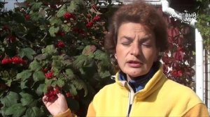 Как выращивать калину. Урожай калины. Сайт "Садовый мир"