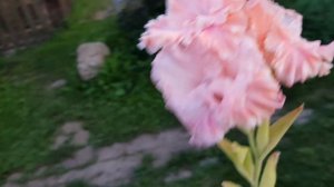 Гладиолусы (Первая срезка 21,08,23)