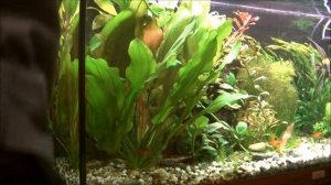 Аквариумные растения_Подрезка. Эхинодорус, гигрофила и валлиснерия. Aquarium plant, trimming