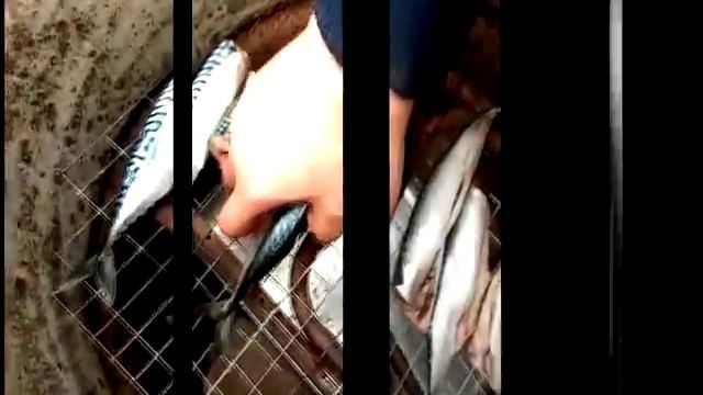 коптильня из 200 литр бочки своими руками