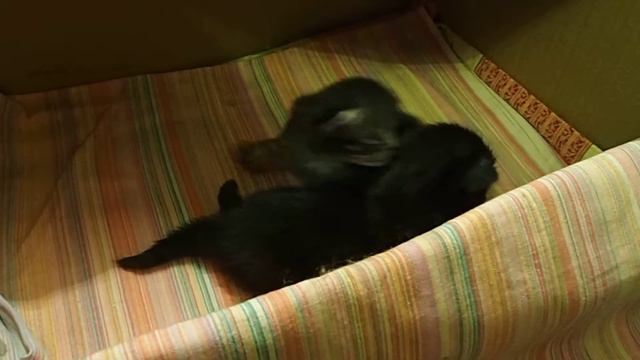 Сибирская кошка. Котятам 16 дней. смотреть онлайн