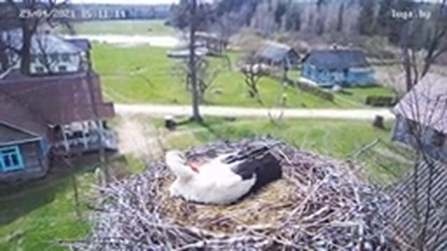 Гнездо аистов 2021 в туристической деревне "Белые луга" смотреть онлайн