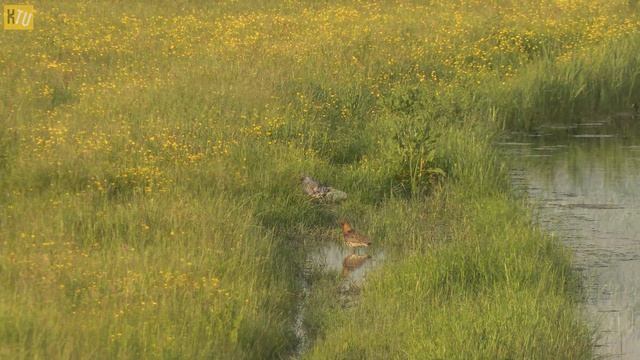 BIRDS (Canon Legria HF G50 4k) Nature video смотреть онлайн