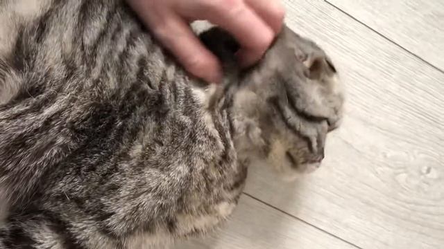 Вы только послушайте, как мурлыкает этот кот! смотреть онлайн