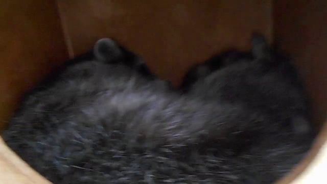 Пара енотов. Послеобеденный сон)) смотреть онлайн