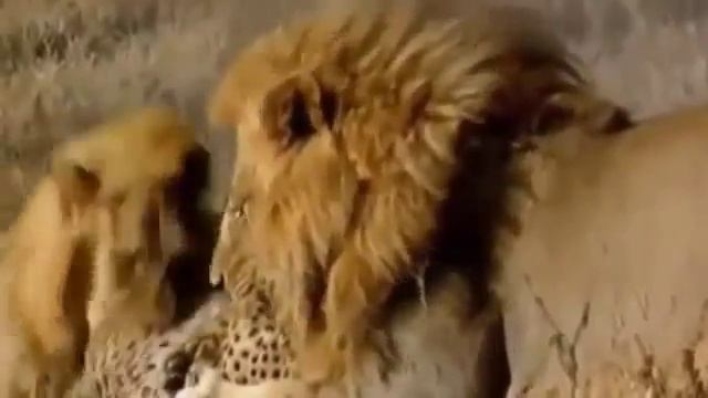 Убийство гепарда львами смотреть онлайн