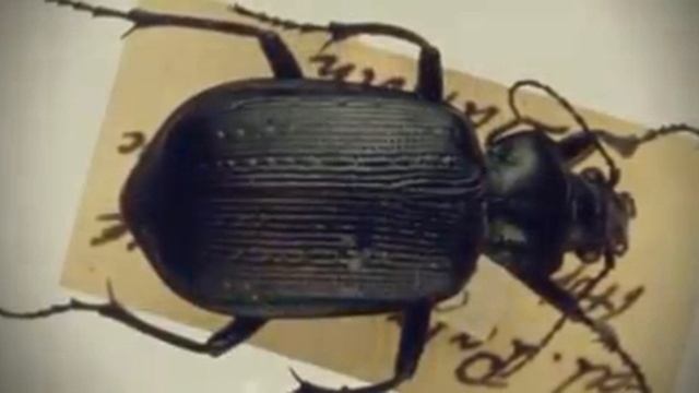 Charles Darwin | The Collectors | Natural History Museum смотреть онлайн