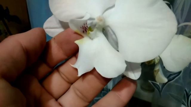 Фаленопсисы из садового центра ФЛОРИССИМА! Asian Sun ??? смотреть онлайн