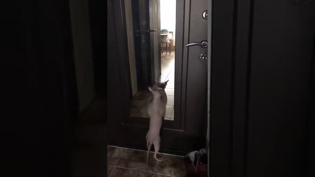 Между нами тает кот... смотреть онлайн