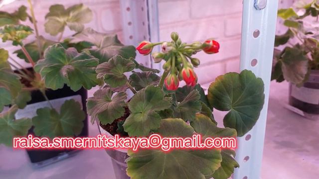 Отвечаю на вопросы моих подписчиков о продаже черенков сортовых пеларгоний! смотреть онлайн