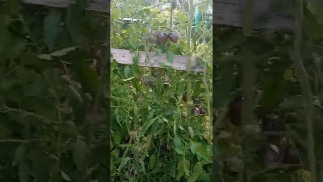 Сорт помидорів Атомний виноград Бреда на 03.08.22р. Дніпр.обл смотреть онлайн