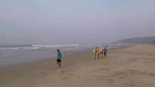 Йога тур. Индия, Гоа. Yoga trip. India, Goa. S1/E4 смотреть онлайн