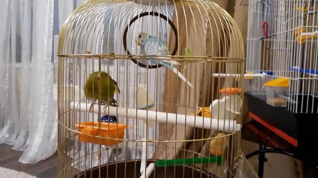 Первое знакомство волнистых попугаев. смотреть онлайн