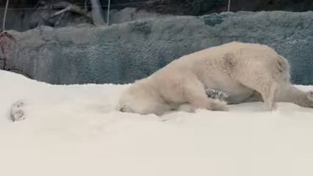 Полярный мишка играет со снегом смотреть онлайн видео от Иван Дегтярёв в хорошем качестве смотреть онлайн